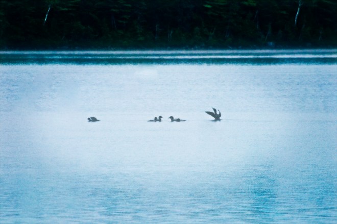 FOGGY MORNING-LOONS 7823 copy2
