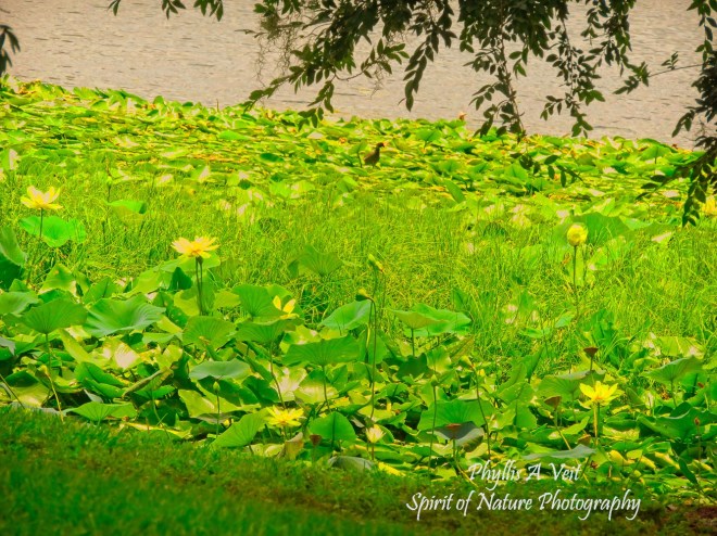 YELLOW WATER LILIES -3326 copy1-1 sig