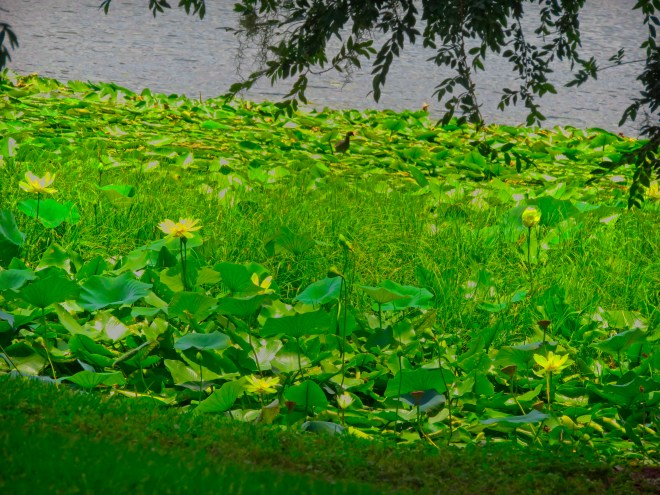 YELLOW WATER LILIES -3326 copy1